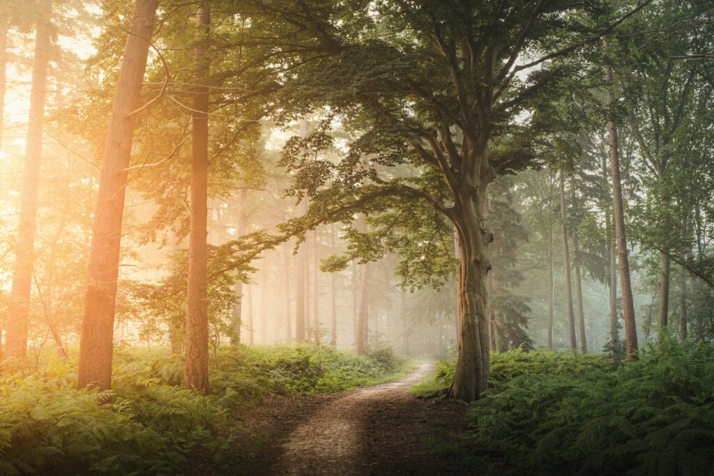 森の中の散歩道